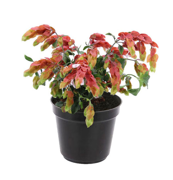 گل مشعلی (گل میگو)